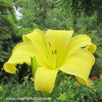 Foto der Tagliliensorte Shooting Star